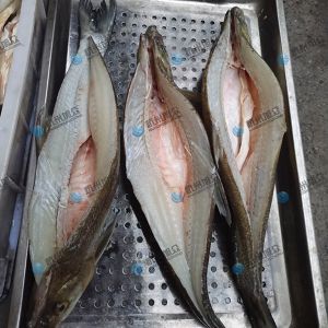 旭眾二枚開片殺魚機(jī)，翹嘴魚開背切片